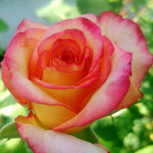 \̔ 25N11{oח\ oc 2N劔c h[JgD[ AJ[Y  4 J_ ԕc oc Ԃ̕c KN c ΂ c 