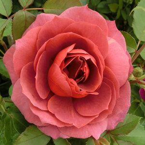 \̔ 25N11{oח\ oc 2N劔c zbgRRA  AJ[Y 4 J_ ԕc oc Ԃ̕c KN c ΂ c  c o