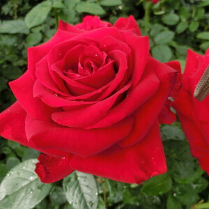 \̔ 25N11{oח\ oc 2N劔c CObho[O} J_  4 S IXX ԕc oc Ԃ̕c KN c ΂ c  c