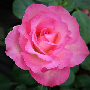 \̔ 25N11{oח\ oc Xgx[ACX 2Nc 4 J_  SҌ K[f[Y ԕc oc Ԃ̕c KN c