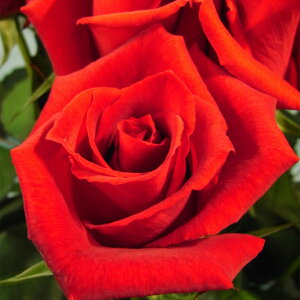 \̔ 25N11{oח\ oc 2N劔c hDtg{P J_ Duftwolke  4 S IXX ԕc oc Ԃ̕c KN c ΂ c 