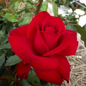 \̔ 25N11{oח\ oc 2N劔c IsAh J_ Olympiad  4 ԕc oc Ԃ̕c KN c ΂ c  c o c KN̕c