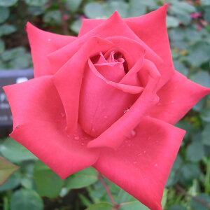 \̔ 25N11{oח\ oc 2N劔c NX`fBI[  4 J_ ԕc oc Ԃ̕c KN c ΂ c  c o c KN̕c