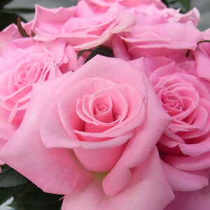 \̔ 25N11{oח\ oc 2Nc eBmbV 4 J_ nCubgeB[[Y ԕc oc Ԃ̕c KN c ΂ c