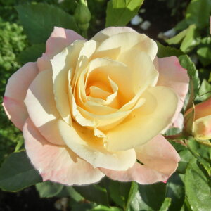 \̔ 25N11{oח\ oc 2N劔c AvRbgNC[GUxX  4 J_ ԕc oc Ԃ̕c KN c ΂ c  c o c