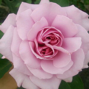 \̔ 25N11{oח\ oc 2N劔c u\O J_ Love Song AJ[Y  4 ԕc oc Ԃ̕c KN c ΂ c