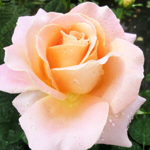 \̔ 25N11{oח\ oc 2N劔c MtgIuCt  4 J_ ԕc oc Ԃ̕c KN c ΂ c  c o c KN̕c