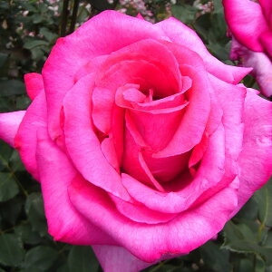 \̔ 25N11{oח\ oc 2Nc p[ 4 J_ nCubgeB[[Y ԕc oc Ԃ̕c KN c ΂ c  c