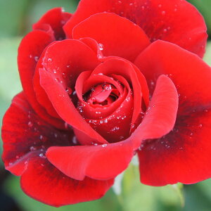 \̔ 25N11{oח\ oc 2Nc VCjO[Y GWFbh 4 J_ to_[Y ԕc oc Ԃ̕c KN c ΂ c