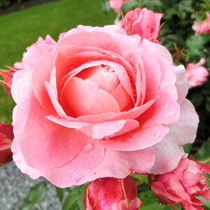 \̔ 25N11{oח\ oc 2N劔c sNpT[  4 J_ ԕc oc Ԃ̕c KN c ΂ c  c o c KN̕c