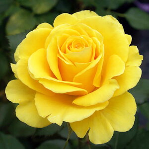 \̔ 25N11{oח\ oc GS 2Nc 4 J_  lG炫 SҌ ԕc oc Ԃ̕c KN c ΂ c  c o c