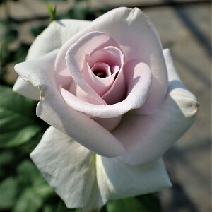 \̔ 25N11{oח\ oc 2N劔c XeXX`[ J_ Stainless Steel  4 ԕc oc Ԃ̕c KN c ΂ c  c