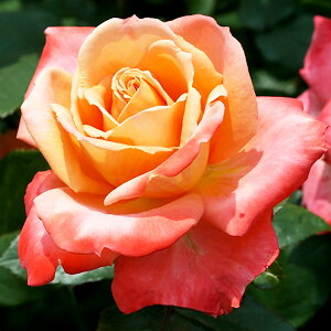 \̔ 25N11{oח\ oc 2N劔c t[Wf82  4 J_ ԕc oc Ԃ̕c KN c ΂ c  c o c KN̕c KNc