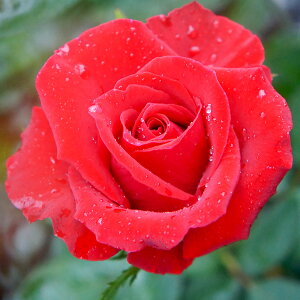 \̔ 25N11{oח\ oc 2N劔c O[ie{X  4 J_ ԕc oc Ԃ̕c KN c ΂ c  c o c KN̕c