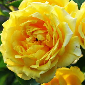 \̔ 25N11{oח\ oc S[fQ[g 2Nc 4 J_  lG炫 SҌ ԕc oc Ԃ̕c KN c ΂ c  c