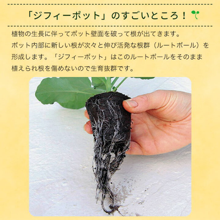 楽天市場】そのまま植えられるエコポット ジフィーポット 丸型8cm 30個 サカタのタネエコーポット環境に優しいポット