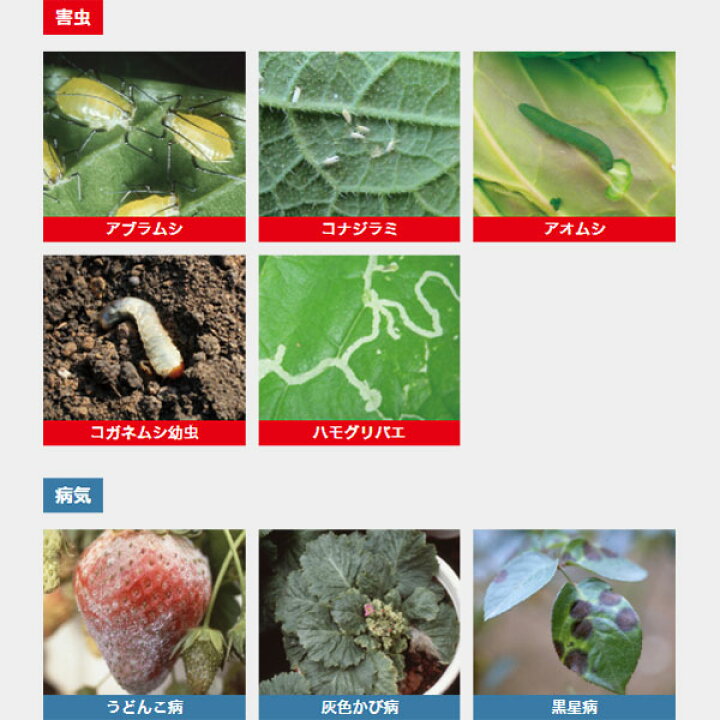 楽天市場】ベニカXガード粒剤 550g 住友化学園芸 虫&病気 発生前の予防が効果的 殺虫殺菌剤 : ワイズライフ 楽天市場】ベニカXガード粒剤 550g 住友化学園芸 虫&病気 発生前の予防が効果的 殺虫殺菌剤 : ワイズライフ