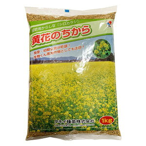 緑肥種 緑肥用からしな シロカラシ 黄花のちから 1kg タキイ種苗 緑肥 種 緑肥 種子 緑肥 からしな 種 緑肥 からしな 種子 緑肥 業務用 種子 緑肥 業務用 種