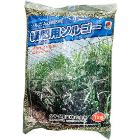 緑肥 ソルガム 緑肥用ソルゴー 1kg タキイ種苗 緑肥 種 緑肥 種子 ソルゴー 種 ソルゴー 種子 緑肥 業務用 種子 緑肥 業務用 種 ソルゴーの種
