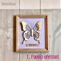 楽天市場】蝶 標本 箱の通販 