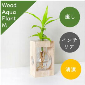 【ラッピング可】プレゼント 観葉植物付き 水栽培 ポット セット 花瓶 水耕栽培 キット グリーン ミニ 観葉植物 おしゃれ鉢 雑貨 インテリア ハイドロカルチャー 植木鉢 お祝い プレゼント 開店祝い お返し プチギフト 花 エコポッチ　多肉植物 送料無料 プランター