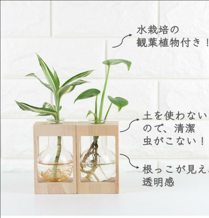 楽天市場 ラッピング可 母の日 プレゼント 観葉植物付き 水栽培 ポット セット 花瓶 水耕栽培 キット グリーン ミニ 観葉植物 おしゃれ鉢 雑貨 インテリア ハイドロカルチャー 植木鉢 お祝い プレゼント 開店祝い お返し プチギフト 花 エコポッチ 多肉植物 送料無料