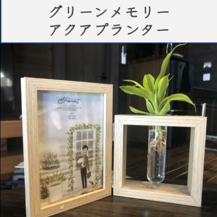 楽天市場 グリーンメモリ 観葉植物付き 水耕栽培 グリーン 観葉植物 おしゃれ鉢 雑貨 インテリア ハイドロカルチャー 植木鉢 モダン 引っ越し祝い プレゼント 開店祝い お返し プチギフト 棚 花 卓上サイズ エコポッチ ステイホーム 写真立て フォトクレーム 水栽培