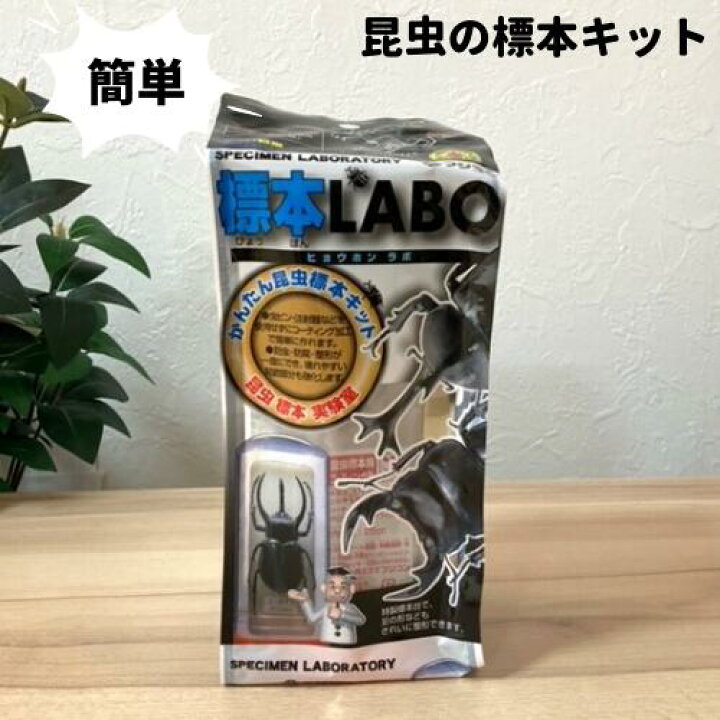 楽天市場 フジコン 標本labo カブトムシ クワガタ 昆虫 標本 セット キット ウィズペットストア