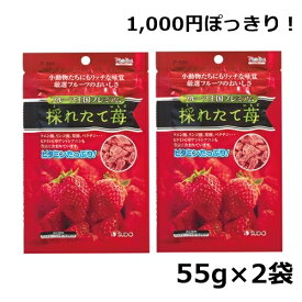 楽天市場 うさぎ フルーツ王国の通販 楽天市場 うさぎ フルーツ王国の通販