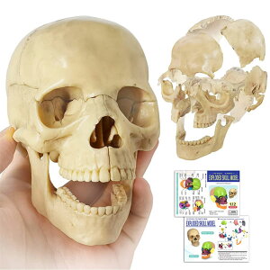 yUwwԁz15s[XWfE  c[ l̖͌^ Evotech Mini Human Skull Model, Didactic 15 Parts Palm-Sized Anatomy Skull Model, Exploded Skull, Medical Anatomy and Physiology