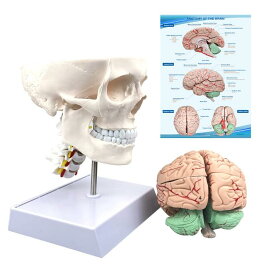 【解剖学を英語で学ぶ】人間の頭蓋骨と脳の立体的な台座付きモデル　Human Skull and Brain Anatomy Model