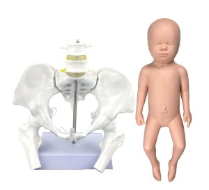 僂f̍ՂƎ̐Ԃ񂪂̓Iȃf@ Flexible Female Pelvis Model with Baby Model Education Tools and Supplies