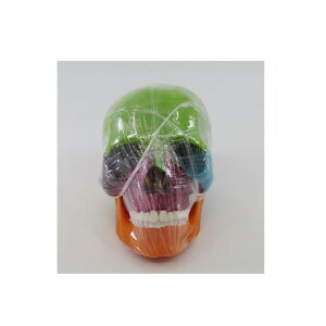 yUwwԁz15s[XWfE  c[ l̖͌^ Evotech Mini Human Skull Model, Didactic 15 Parts Palm-Sized Anatomy Skull Model, Exploded Skull, Medical Anatomy and Physiology