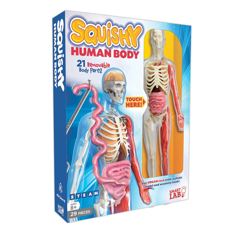 SALE 定番のお歳暮＆冬ギフト 73%OFF 英語版 解剖学 ぐにゃぐにゃ 人体学習ツール