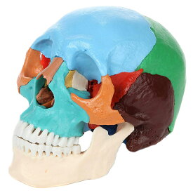 【解剖学を学ぶ】22ピース実物大頭蓋骨モデル・教育向け 専門家 教育ツール 人体模型 Axis Scientific 22-Part Painted Human Skull Model