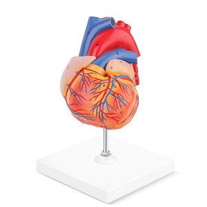�y��U�w���w�ԁz�@LYOU�@Human Heart Model�@������@3D�S��