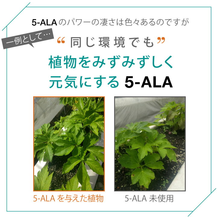 楽天市場】5-ALA ネオファーマジャパン（現キヤンファーマ）袋井工場 