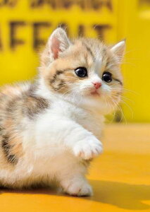 G|bN 108s[X WO\[pY /ybg ˂ ! (18.2×25.7cm) 01-067 ̂t wt _t EPOCH