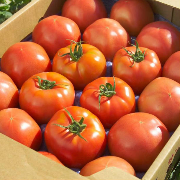 トマト 大玉 ギフト 美容 健康 贈り物 贈答 ふくしまプライド サンシャイントマト4kg 野菜 [宅送] いわき 新作入荷 ワンダーファーム お取り寄せ