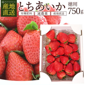 とちあいか 徳用 750g (サイズMIX) いちご 苺 イチゴ 栃木県産とちあいか itigo 高級いちご 糖度 甘い 美味しい おいしい 苺ギフト 果物 フルーツ 高級いちご 高級苺 栃木 栃木県 栃木県産 お取り寄せ 産地直送 産直 お祝い お徳用 母の日 プレゼント 贈答 ギフト 贈り物