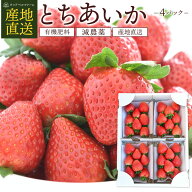 いちご とちあいか 4パック 栃木県産 苺 セット イチゴ パック とちあいか 甘いイチゴ 糖度 甘い itigo i…