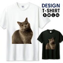 Tシャツ メンズ ユニセックス ネコ ブリティッシュショートヘア 写真 ビッグプリント 猫 おしゃれ かわいい サイズ S M L LL XL 半袖 綿 100% よれない 透けない 長持ち プリントtシャツ デザイン コットン 人気 ゆったり 白Tシャツ 黒Tシャツ ホワイト ブラック