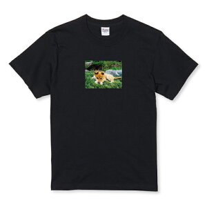 Tシャツ キッズ こどもサイズ 犬 仔犬 柴犬 写真 カラー プリント イヌ シンプル おしゃれ かわいい サイズ 100 110 120 130 140 150 半袖 綿 100% コットン 白Tシャツ 黒Tシャツ ホワイト ブラック こ