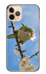 Google Pixel 6a ケース グーグルピクセル6A カバー スマホケース ハードケース インコ セキセイインコ コザクラインコ 小鳥 写真 桜 花 かわいい 可愛い 綺麗 キレイ きれい ハード スマホカバー