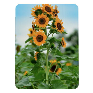 z 50%OFF X[p[Z[ iPad 9 10 P[X 8 Jo[ 7 ACpbh mini air pro 10.2 10.5 q}   ʐ^ 킢  l  iPad6 Jo[ AC