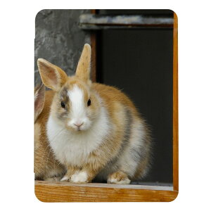 iPad 9 10 P[X 8 Jo[ 7 ACpbh mini air pro 10.2 10.5  ʐ^  LbY q iPad6 Jo[ ACpbhJo[ 蒠^  [