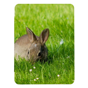 z 50%OFF X[p[Z[ iPad 9 10 P[X 8 Jo[ 7 ACpbh mini air pro 10.2 10.5  ʐ^  LbY q iPad6 Jo[ ACpbhJo[ 蒠^ 