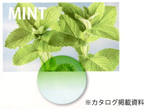 yYIvVzJ[Yu~gvcCJ[ LENS-MINT-T ɒBKl Vዾ xt ߗpYȂǂɑΉ
