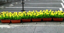 沢山並べて　春を満喫　菜の花 造花 プランター 10個セット約高さ45cmから50cm　幅37cm　奥行き18cm