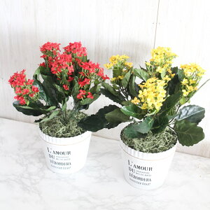 ґȃA!! ܂Ŗ{ JRG|bg A  |bg@v^[  {̂悤 Ԋ Iׂ3F 蕨   IW CG[ ϗtA tFCN